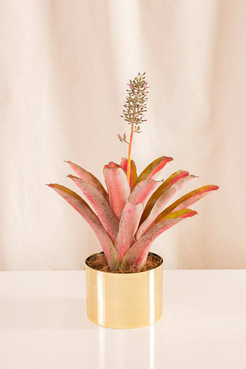 Aechmea Lueddemanniana Variegata - Casa Flora Vivarium