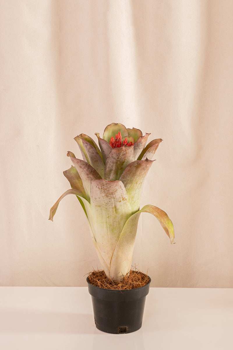 Aechmea Mohican - Casa Flora Vivarium