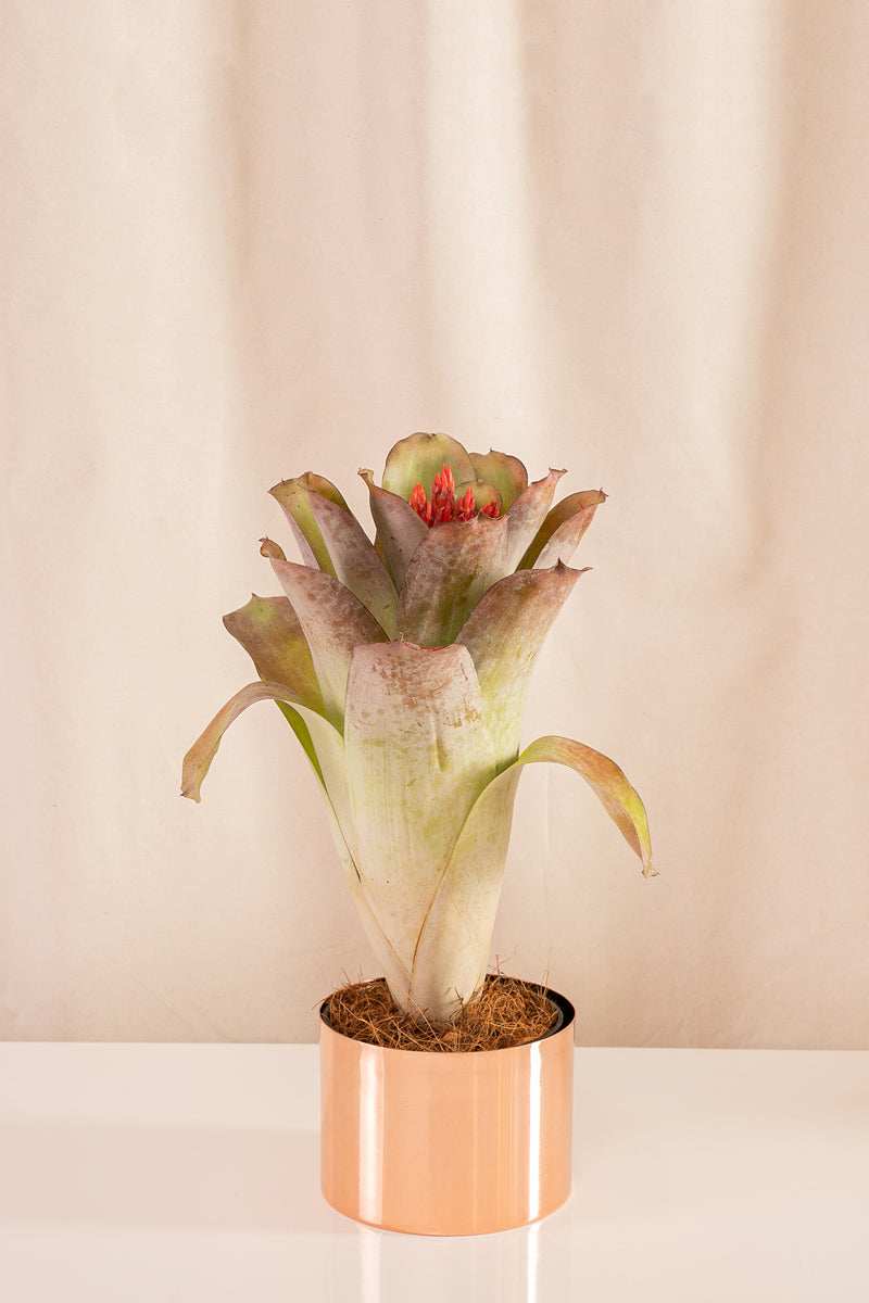 Aechmea Mohican - Casa Flora Vivarium