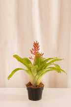 Aechmea Poncris - Casa Flora Vivarium
