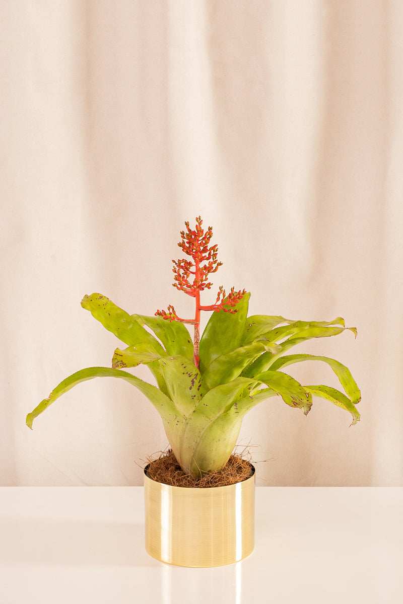 Aechmea Poncris - Casa Flora Vivarium