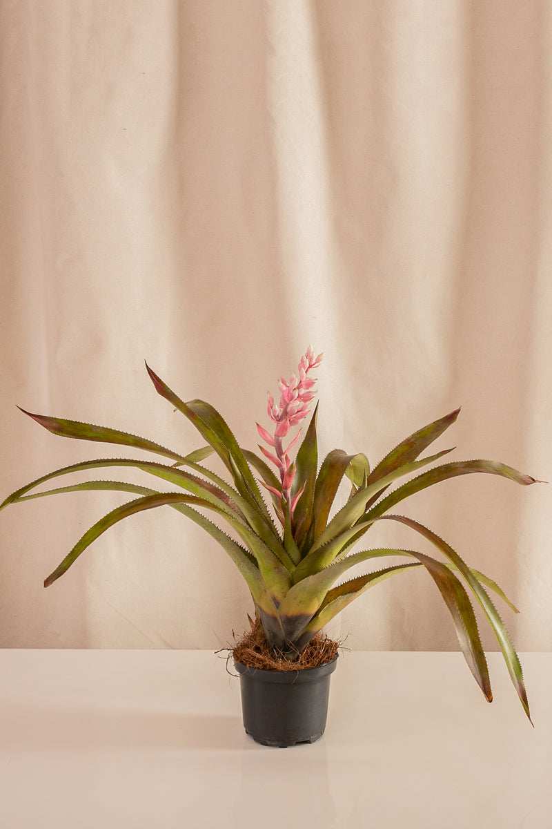Aechmea Real - Casa Flora Vivarium