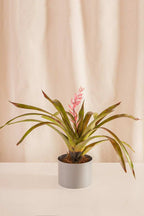 Aechmea Real - Casa Flora Vivarium