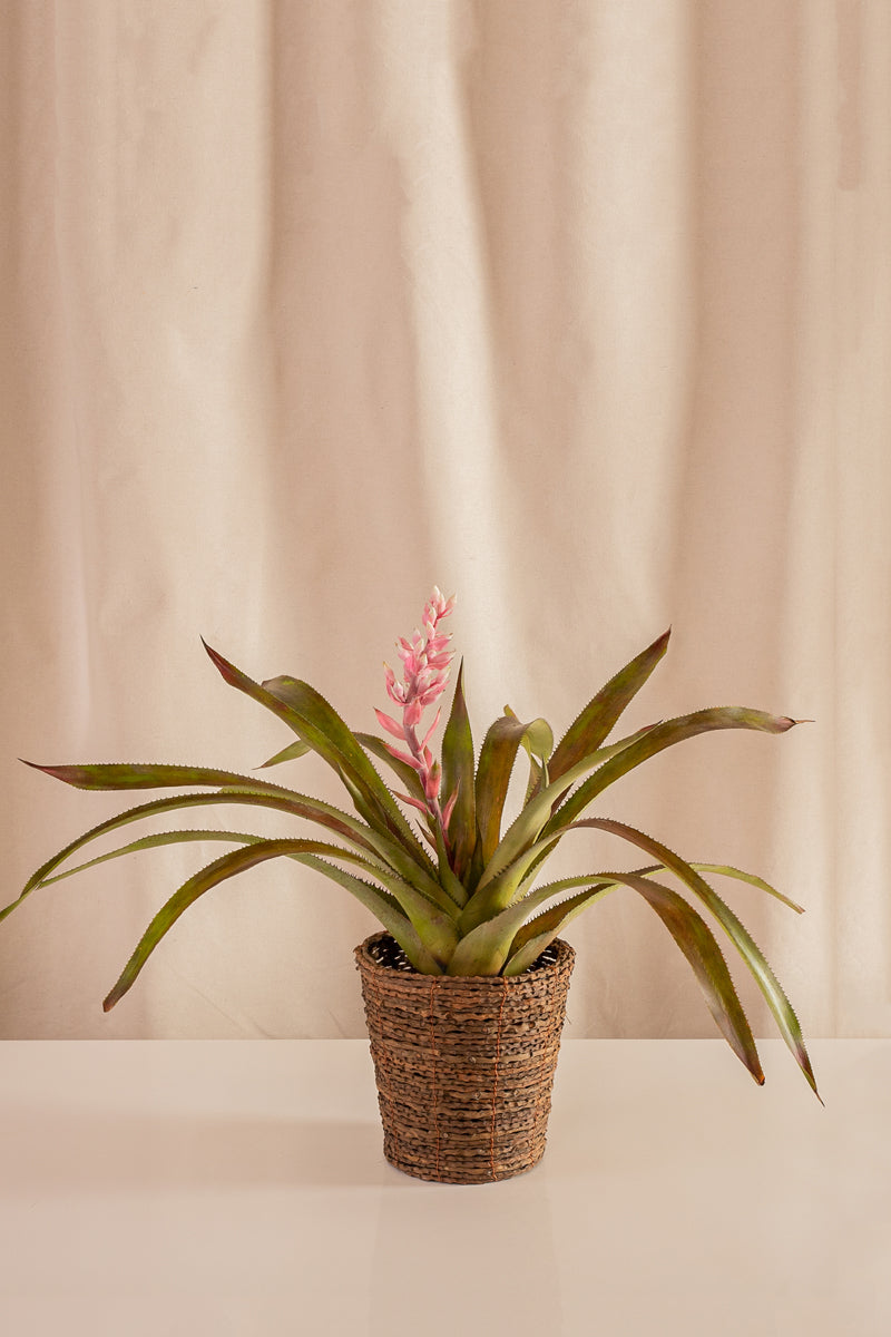 Matero de Palma con Base 18cms de Diámetro