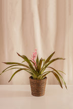 Matero de Palma con Base 18cms de Diámetro