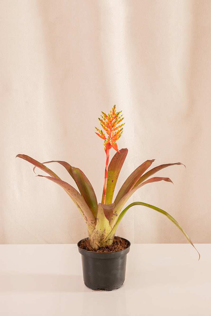 Aechmea Small Balls - Casa Flora Vivarium