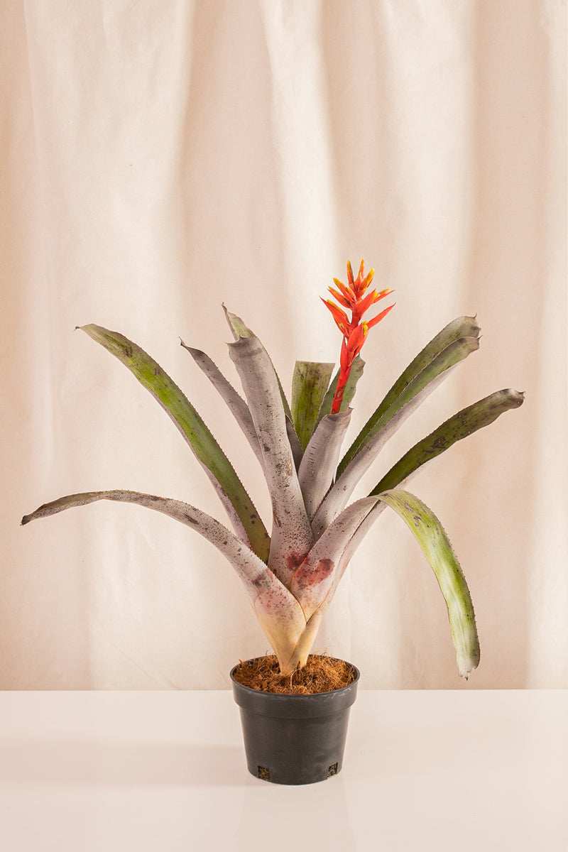 Aechmea Walkeriana - Casa Flora Vivarium