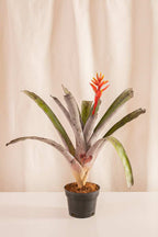 Aechmea Walkeriana - Casa Flora Vivarium