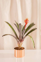 Aechmea Walkeriana - Casa Flora Vivarium