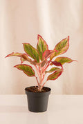 Aglaonema Roja - Casa Flora Vivarium