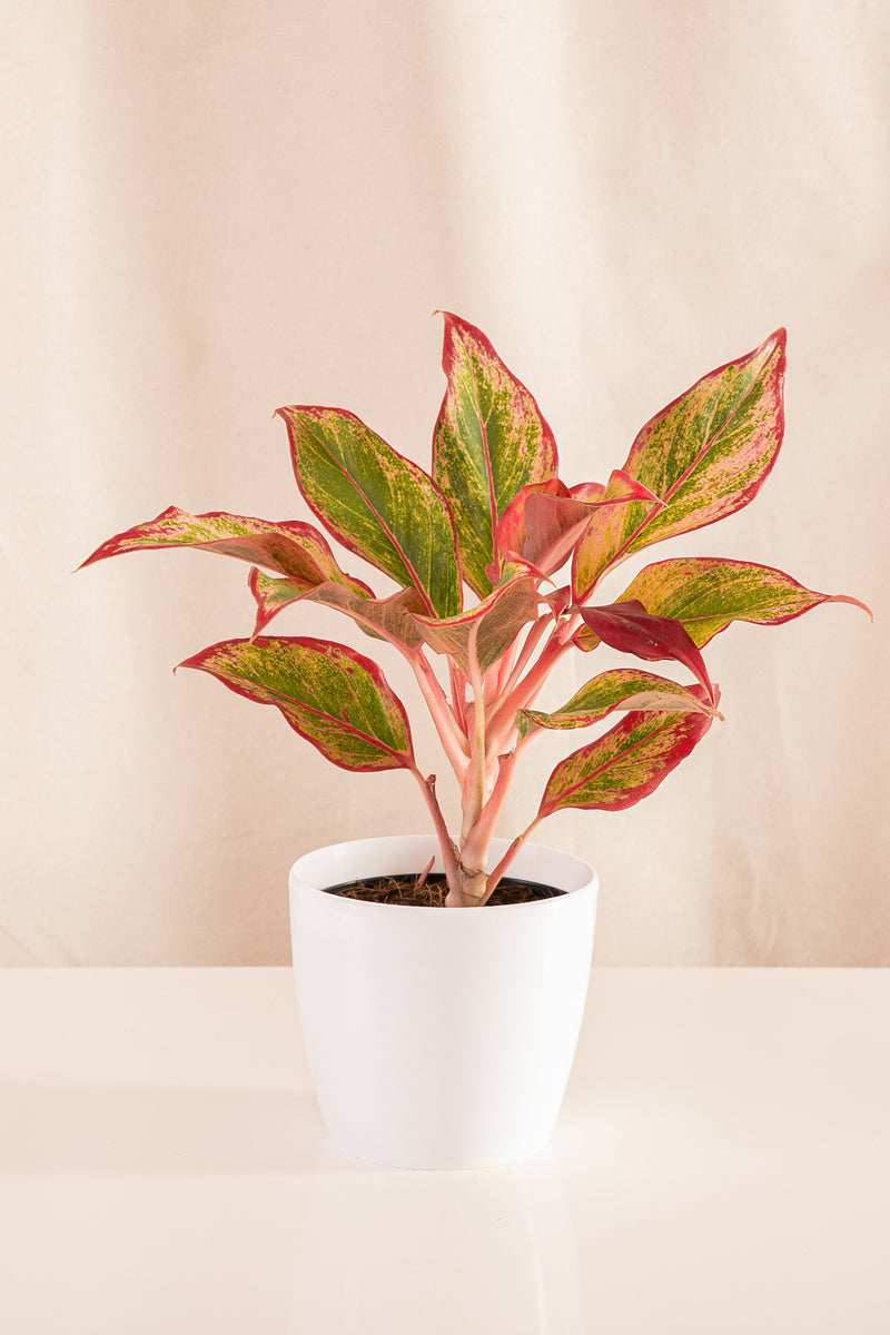 Aglaonema Roja - Casa Flora Vivarium