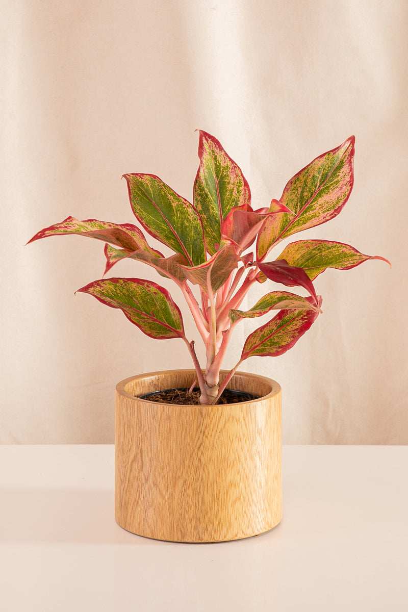 Aglaonema Roja - Casa Flora Vivarium