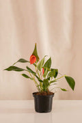 Anturio Cola de Marrano Rojo - Casa Flora Vivarium