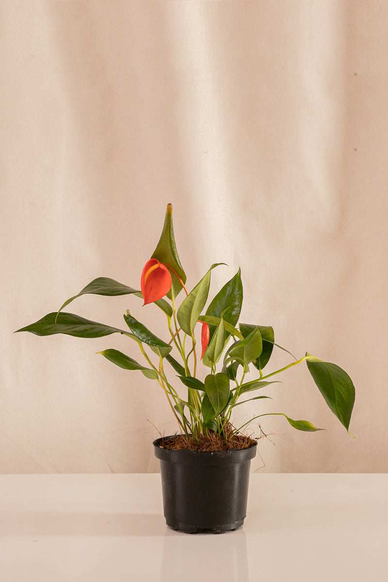 Anturio Cola de Marrano Rojo - Casa Flora Vivarium