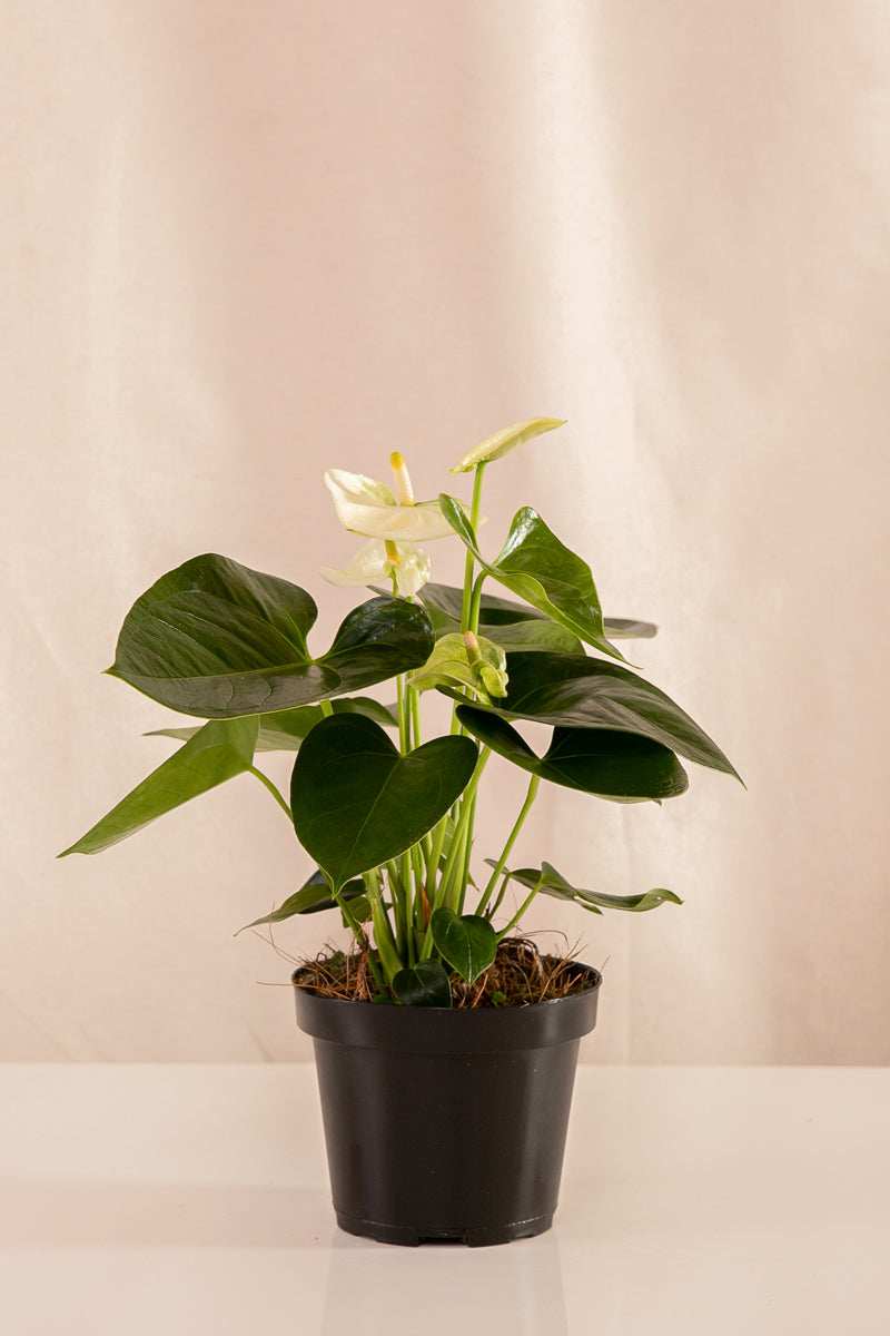 Anturio Martillado Blanco - Casa Flora Vivarium