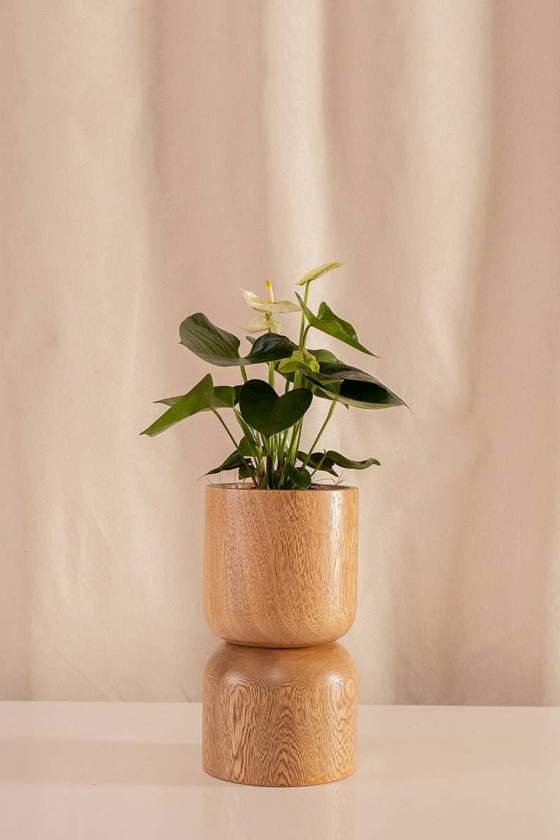 Anturio Martillado Blanco - Casa Flora Vivarium