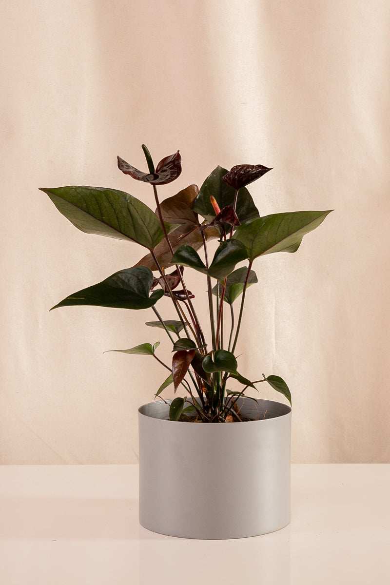 Anturio Martillado Chocolate - Casa Flora Vivarium