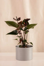 Anturio Martillado Chocolate - Casa Flora Vivarium