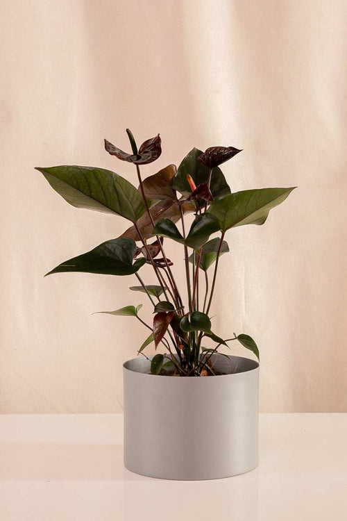 Anturio Martillado Chocolate - Casa Flora Vivarium