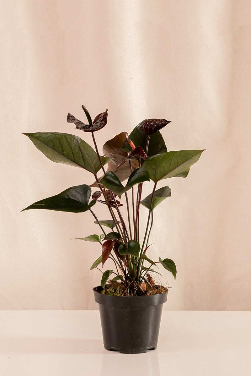 Anturio Martillado Chocolate - Casa Flora Vivarium