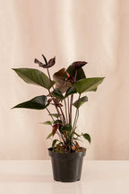 Anturio Martillado Chocolate - Casa Flora Vivarium