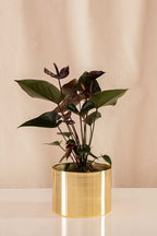 Anturio Martillado Chocolate - Casa Flora Vivarium