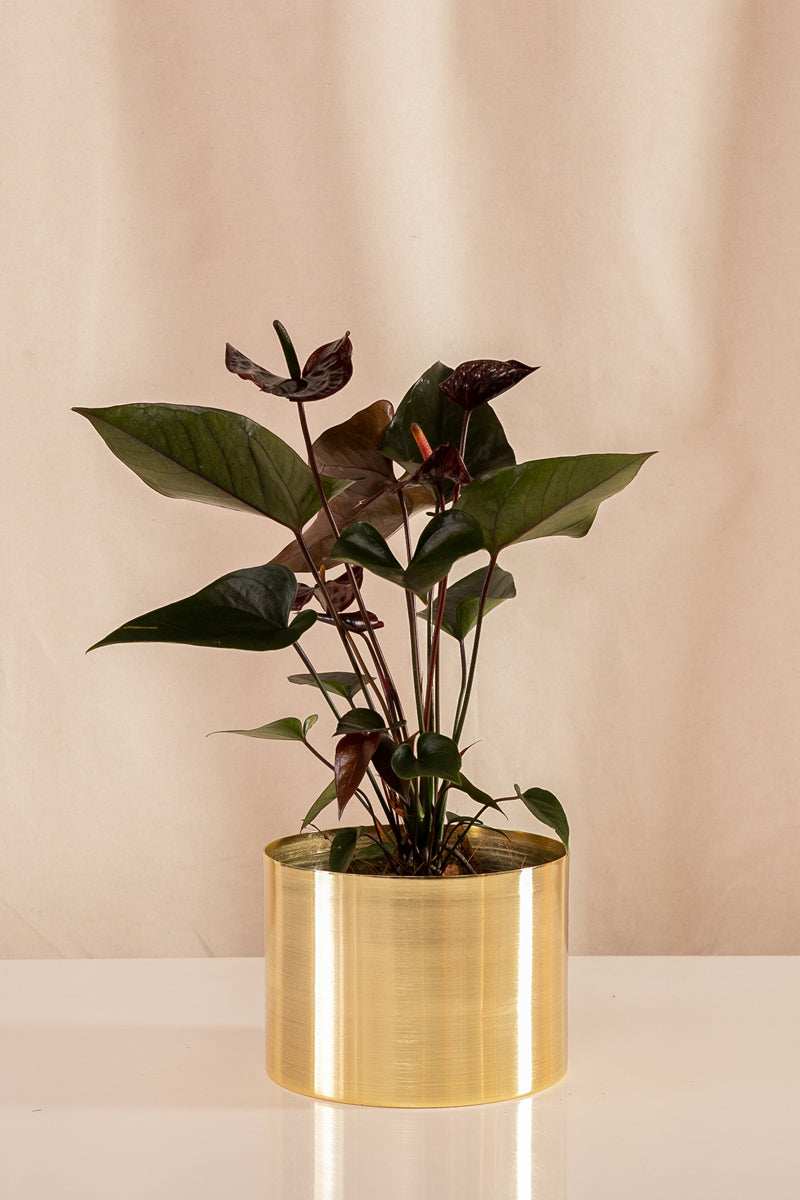 Anturio Martillado Chocolate - Casa Flora Vivarium