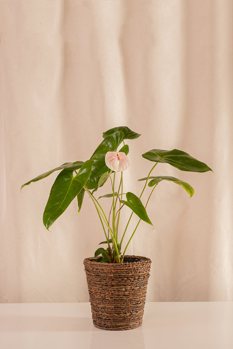 Matero de Palma con Base 18cms de Diámetro