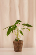 Matero de Palma con Base 18cms de Diámetro