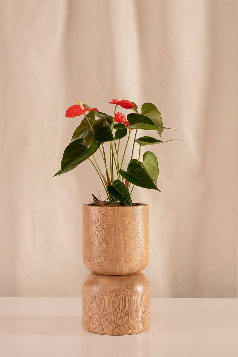 Anturio Martillado Naranja - Casa Flora Vivarium