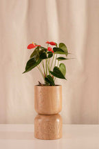 Anturio Martillado Naranja - Casa Flora Vivarium