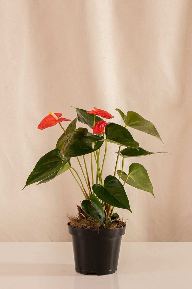 Anturio Martillado Naranja
