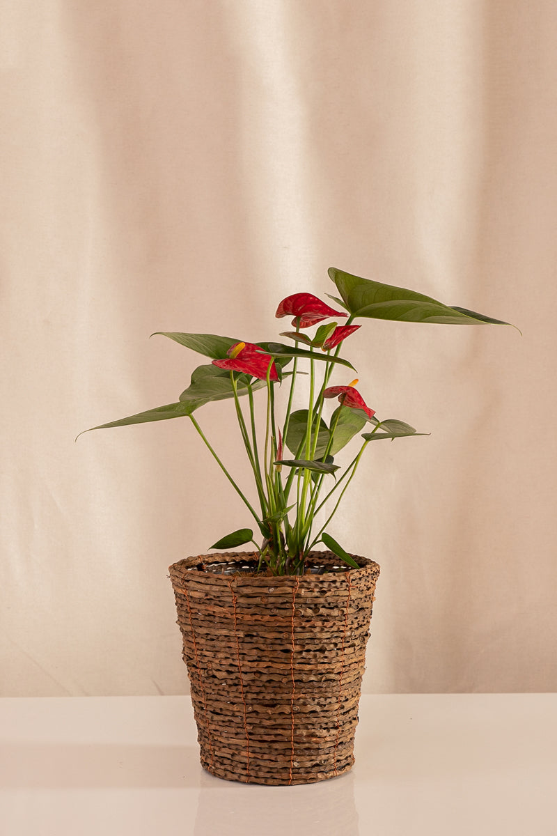 Matero de Palma con Base 18cms de Diámetro