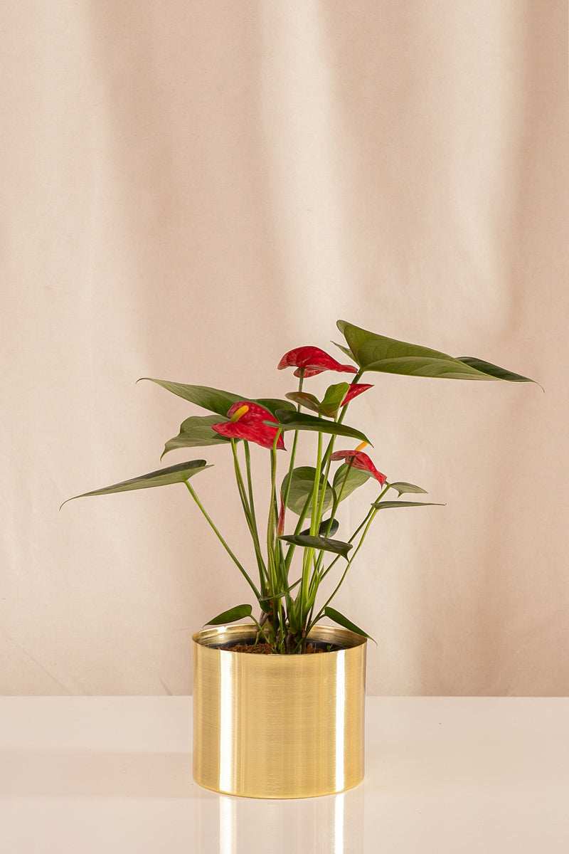 Anturio Martillado Rojo - Casa Flora Vivarium