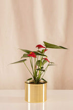 Anturio Martillado Rojo - Casa Flora Vivarium