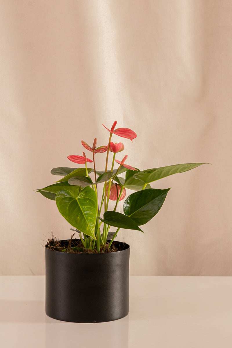 Anturio Martillado Rosado - Casa Flora Vivarium