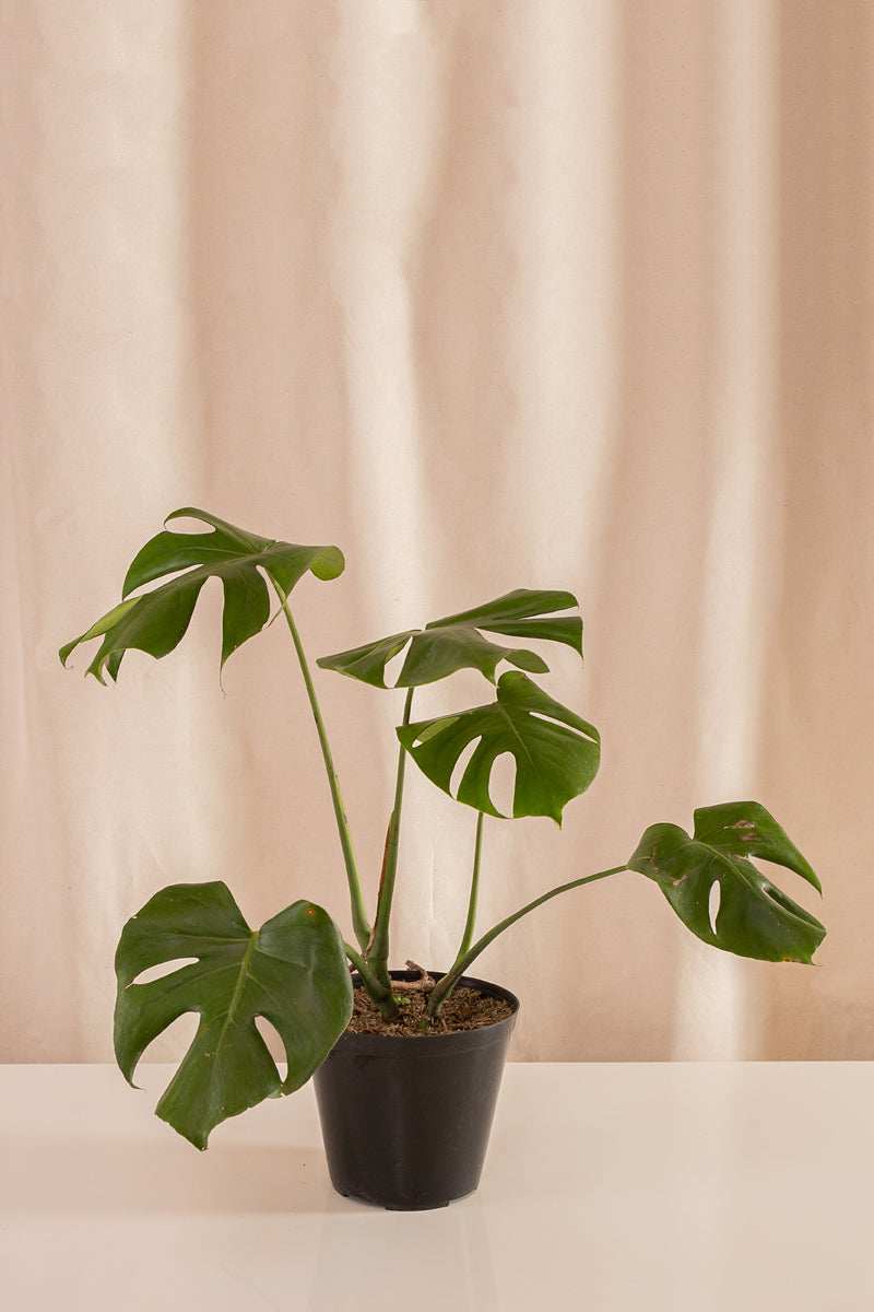 Balazo - Casa Flora Vivarium