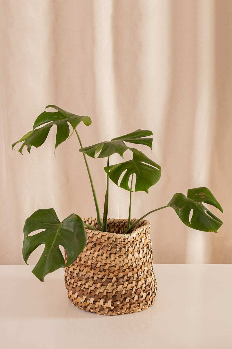 Canasto Plátano 26cms de Diámetro - Casa Flora Vivarium