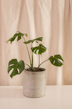 Fanático Casa Flora - Combo Sorpresa