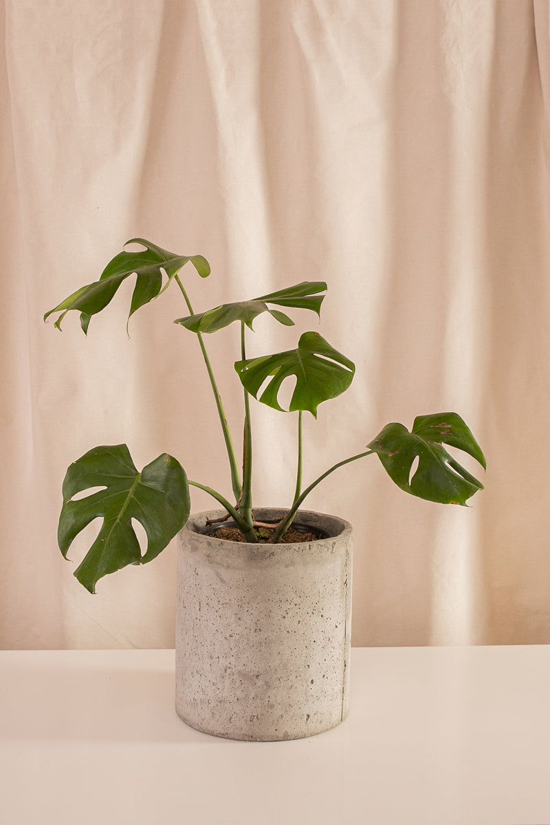 Fanático Casa Flora - Combo Sorpresa