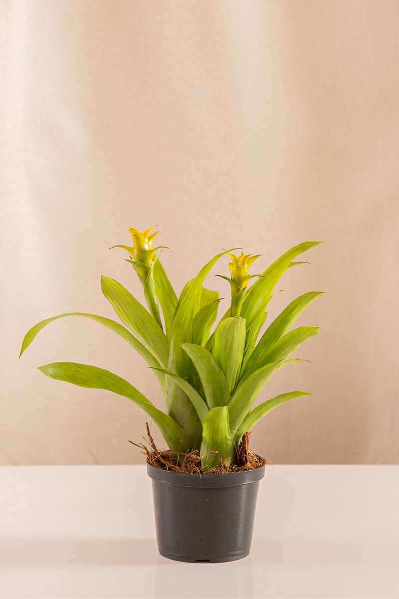 Billbergia Citrus - Casa Flora Vivarium