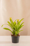 Billbergia Citrus - Casa Flora Vivarium