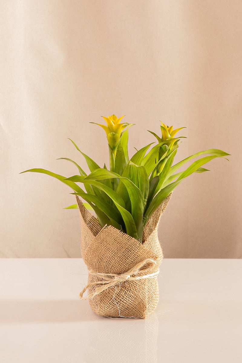 Billbergia Citrus - Casa Flora Vivarium