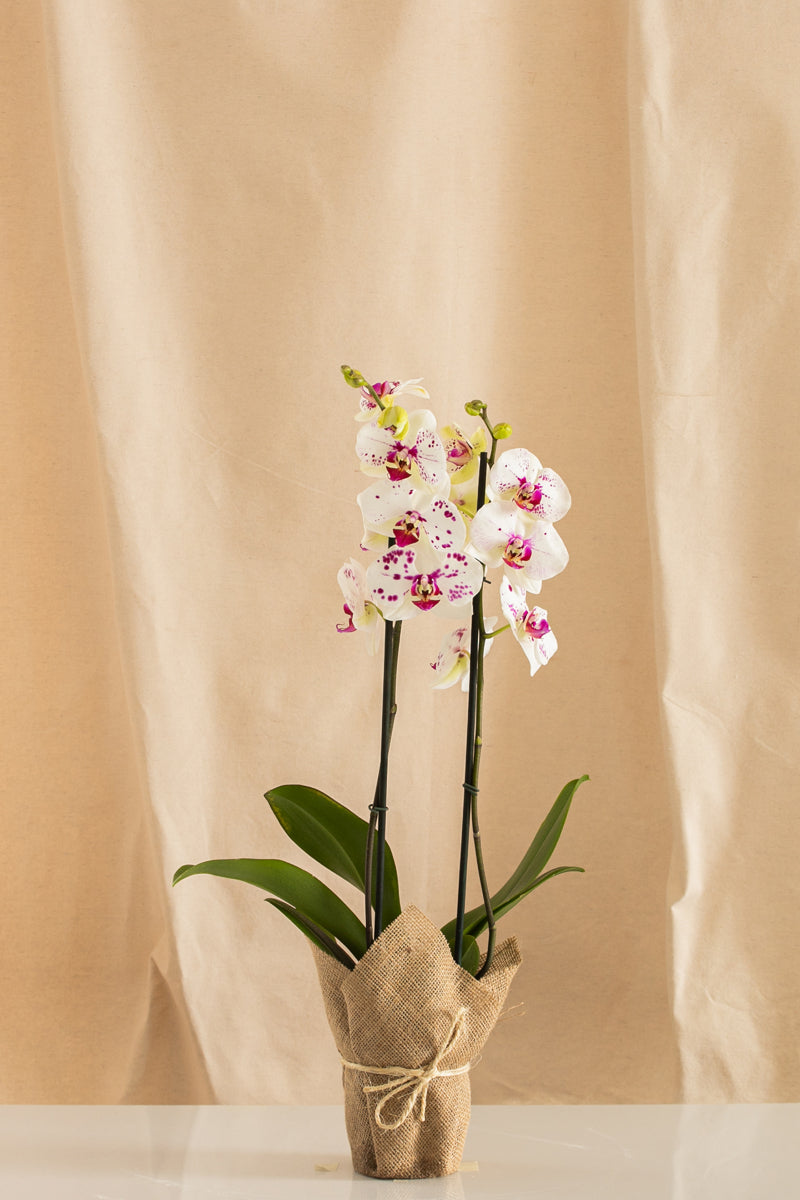 Orquídea Phalaenopsis de 2 Tallos Bicolor Blanco y Fucsia