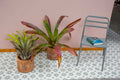 Bromelias de Exterior - Casa Flora Vivarium