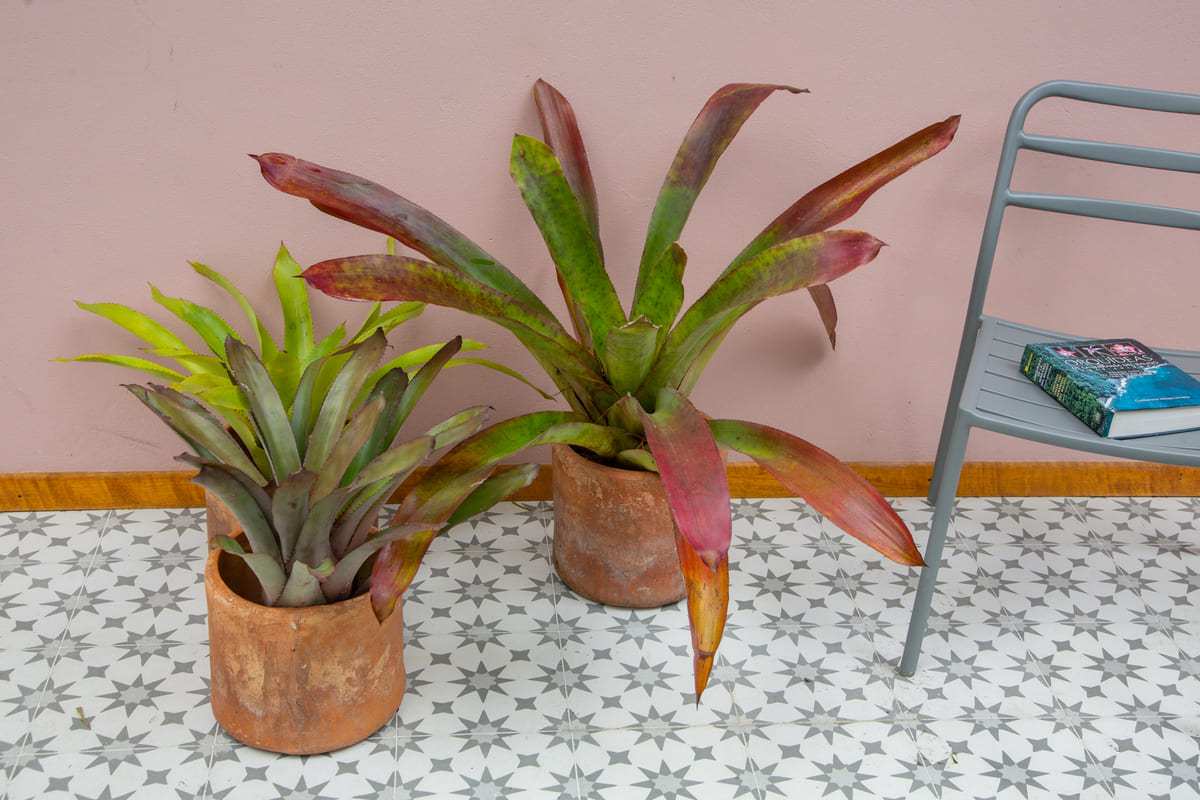 Bromelias de Exterior - Casa Flora Vivarium