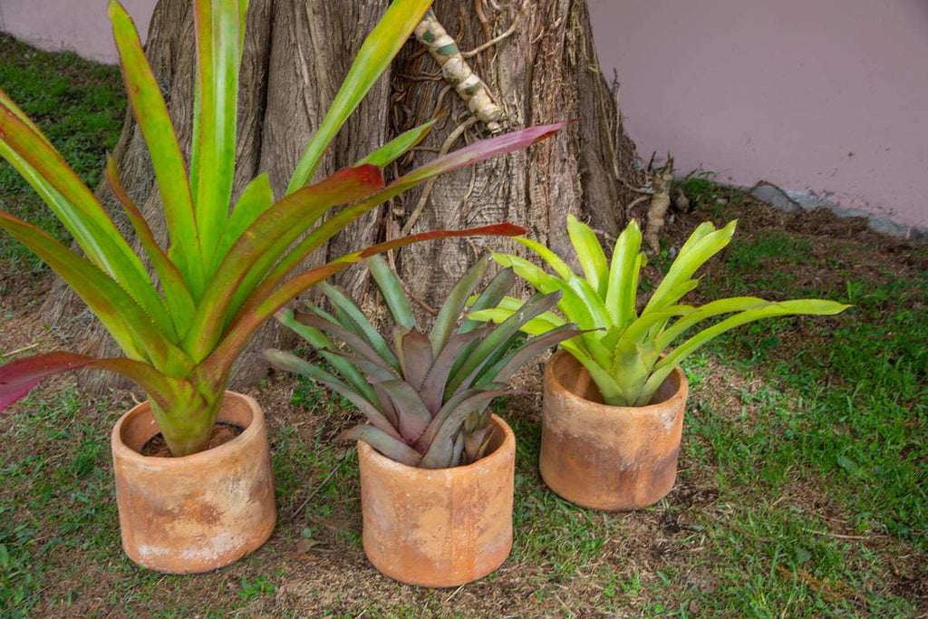 Bromelias de Exterior - Casa Flora Vivarium