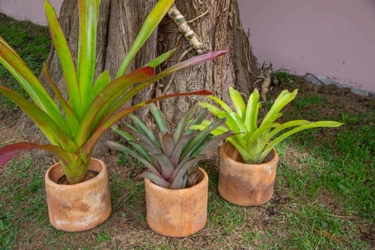 Bromelias de Exterior - Casa Flora Vivarium