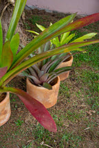 Bromelias de Exterior - Casa Flora Vivarium