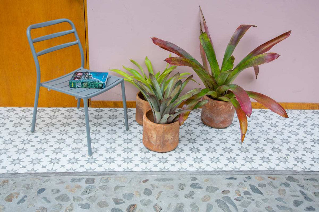 Bromelias de Exterior - Casa Flora Vivarium